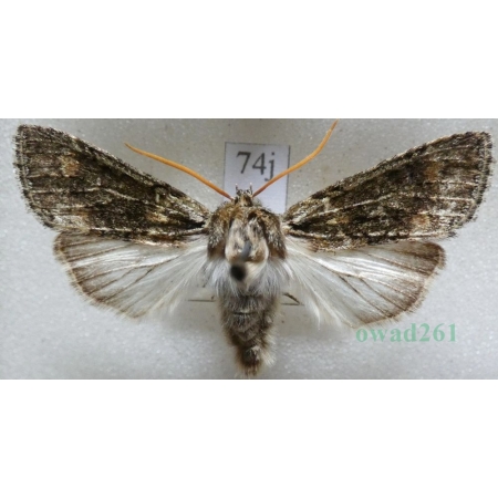 Polyploca ridens (Fabricius, 1787) Przestrożnica śmieszka Czech74j